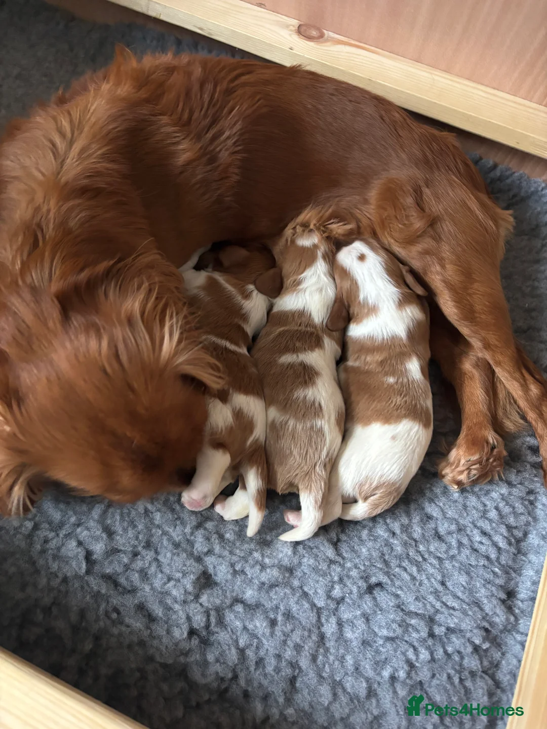 Cavalier King Charles Spaniel dogs for sale: 2 male cavalier King Charles for sale  - Advert 1