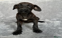 Mixed Breed dogs for sale: Adorable spaniel cross babies - Image 2