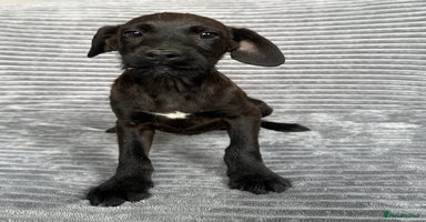 Mixed Breed dogs - Advert 6