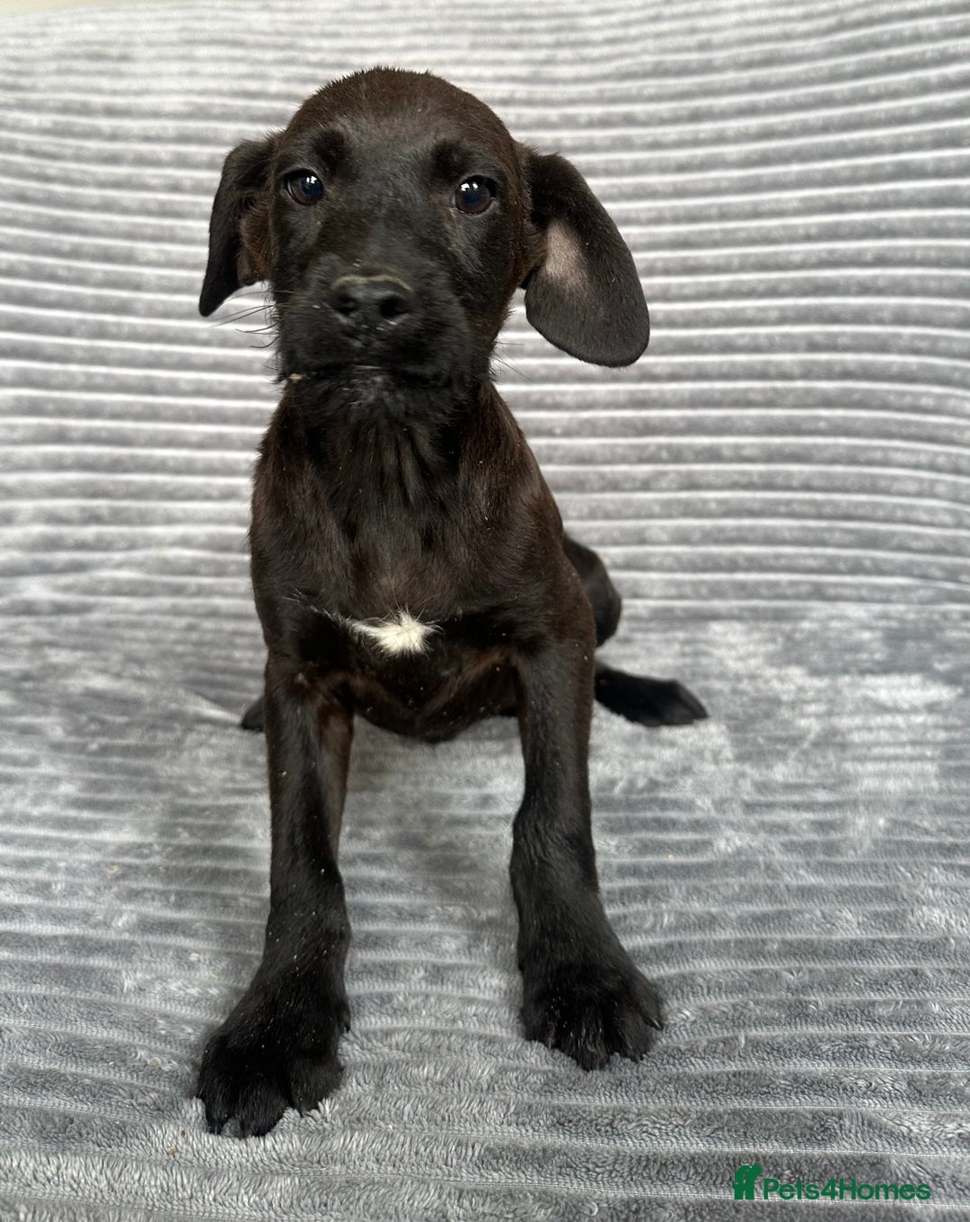Mixed Breed dogs for sale: Adorable spaniel cross babies - Image 2