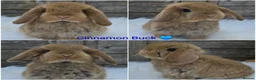 Mini Lop rabbits for sale: Gorgeous pure breed mini lops  - Advert 4