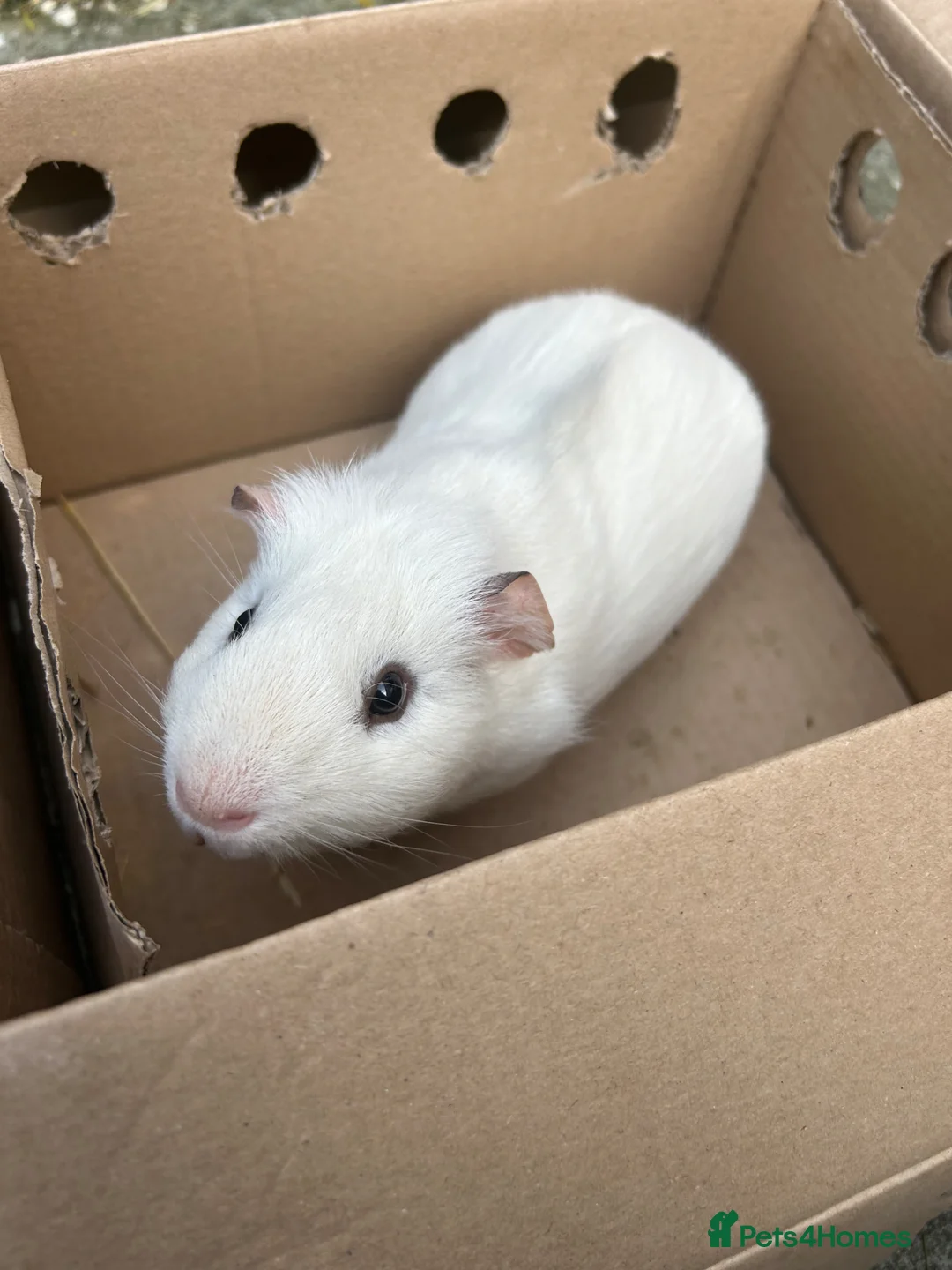 Guinea Pig rodents for sale: 10 week old guinea pig, 2 male adult pigs - Advert 2
