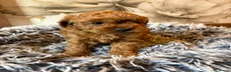 Cockapoo dogs for sale: Last girl available, ready for her forever home! - Advert 13