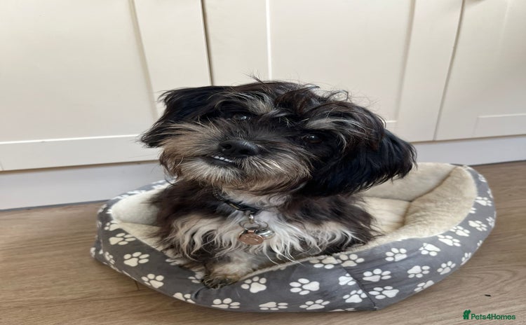 Mixed Breed dogs - Advert 8