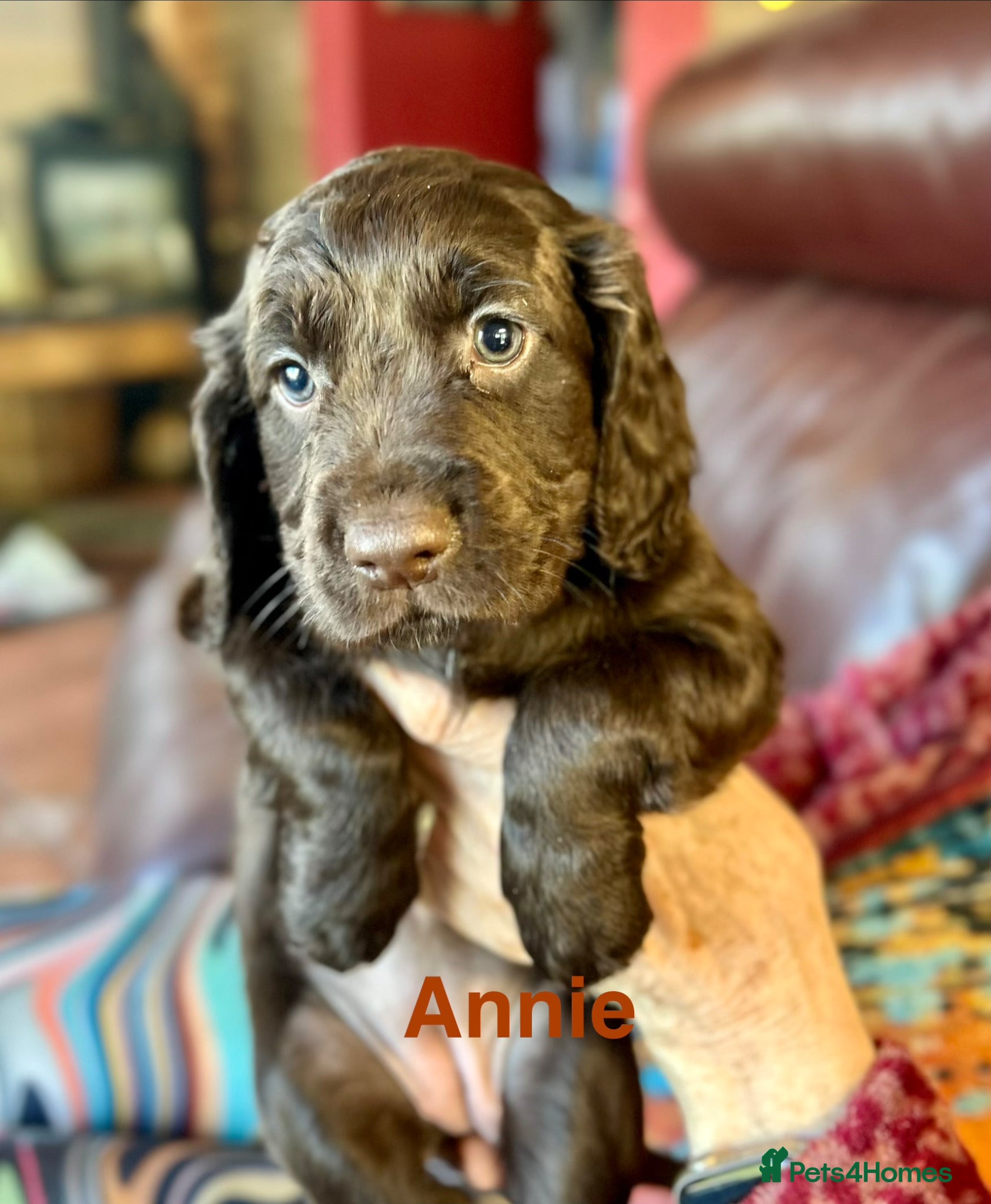 Cocker Spaniel dogs ✨Health Tested K.C. W/Cocker Five Star Breeders ✨ - Advert 2