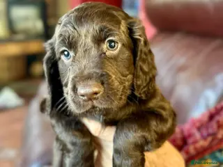 Cocker Spaniel dogs ✨Health Tested K.C. W/Cocker Five Star Breeders ✨ - Advert 2