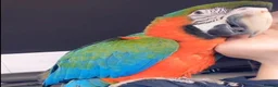 Macaws birds for sale: Tame Rare harlequin macaw  in Stratford-upon-Avon - Advert 1
