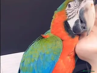 Macaws birds Tame Rare harlequin macaw in Stratford-upon-Avon - Advert 1