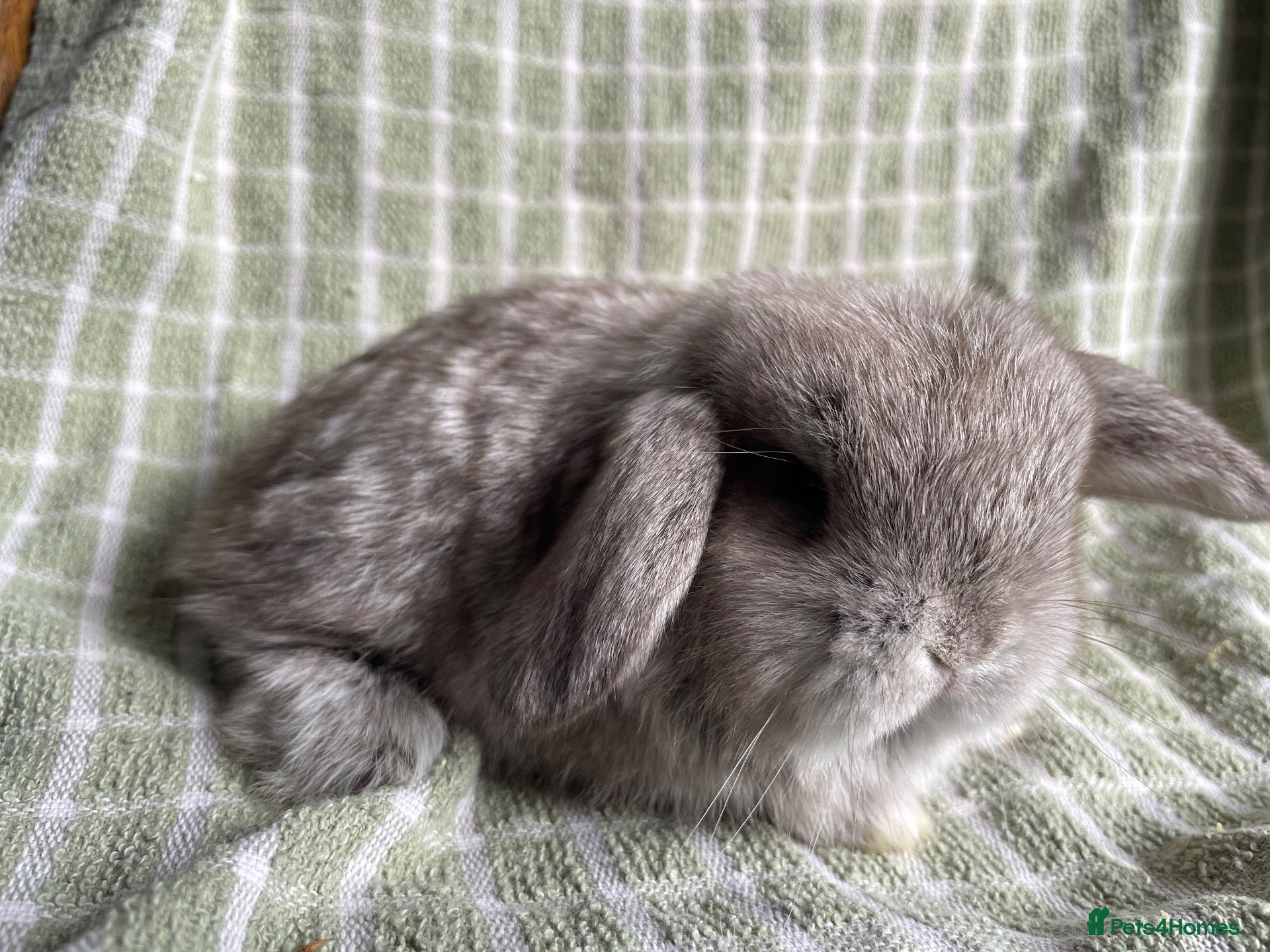 Mini Lop rabbits Mini lop ready to reserve  - Advert 14