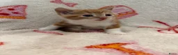 Domestic Shorthair cats for sale: 2 Beautiful Kittens Looking For Forever Home - Advert 16