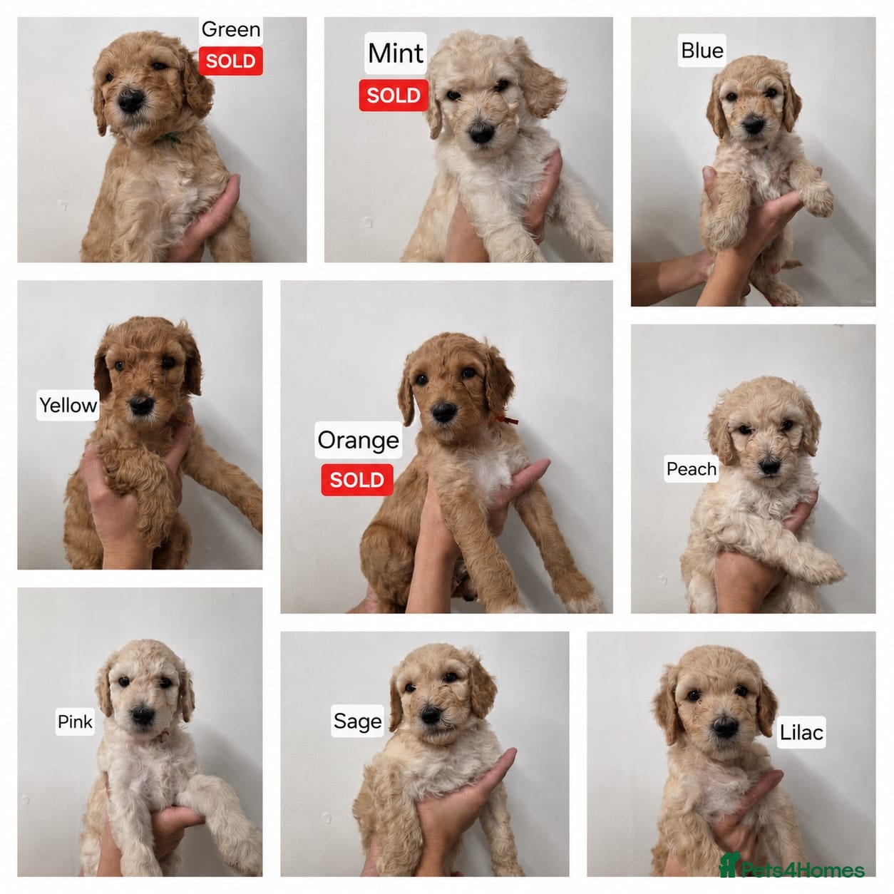 Labradoodle dogs Standard Multigeneration Labradoodle Backcross - Advert 4