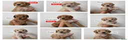 Labradoodle dogs for sale: Standard Multigeneration Labradoodle Backcross - Advert 13