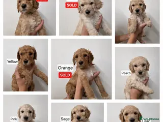Labradoodle dogs Standard Multigeneration Labradoodle Backcross - Advert 1