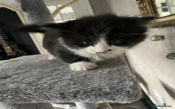 British Shorthair cats for sale: 5 kittens for sale  - Advert 3