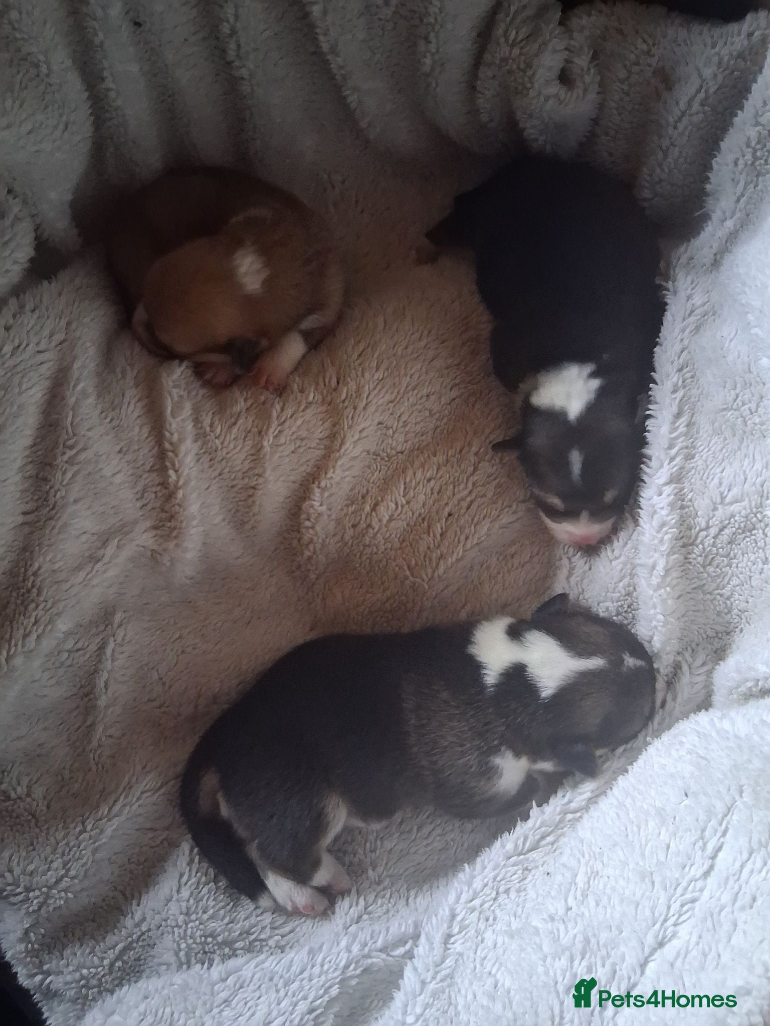 Welsh Corgi Pembroke dogs 2 Tri Pembrokeshire corgi pups look for homes - Advert 2