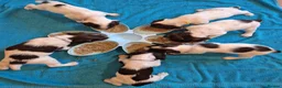 English Springer Spaniel dogs for sale: Working English Springer Spaniel pups boys in Bridgwater - Advert 9