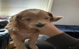 Maltipoo dogs for sale: F1 maltipoo puppies  - Image 11