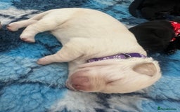 Labrador Retriever dogs for sale: Beautiful labrador - last girl (yellow collar) - Image 12