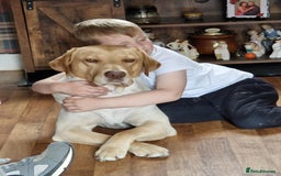 Labrador Retriever dogs for sale: Labrador retriever puppies - Image 3