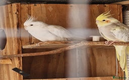Ringnecks birds for sale: Adult Ringnecks - Image 10