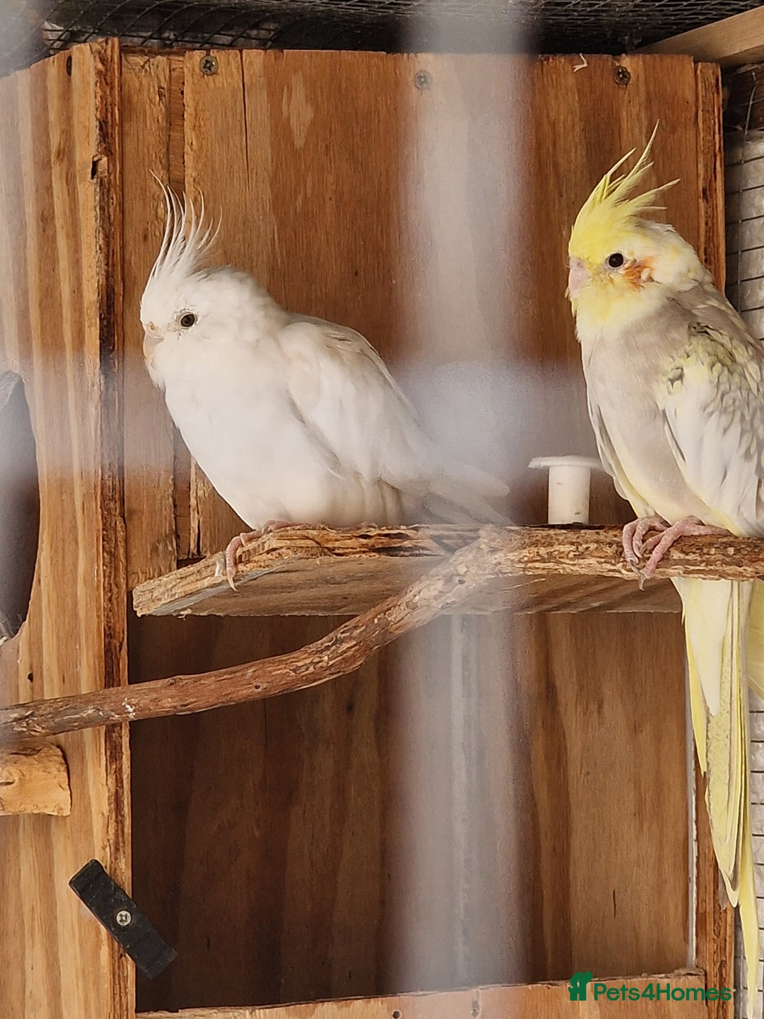 Ringnecks birds for sale: Adult Ringnecks - Image 10