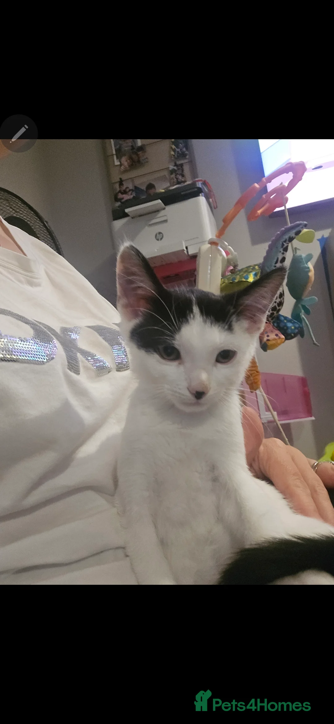 Mixed Breed cats for sale: Gorgeous kittens in Walsall - Advert 2