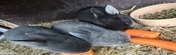 Netherland Dwarf rabbits for sale: Baby Netherland Dwarfs Rabbits  - Advert 6