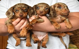 Dachshund dogs for sale: true miniature dachshund puppies ready now  - Image 9