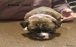 Boxer dogs for sale: Boxer Puppies  - Advert 25