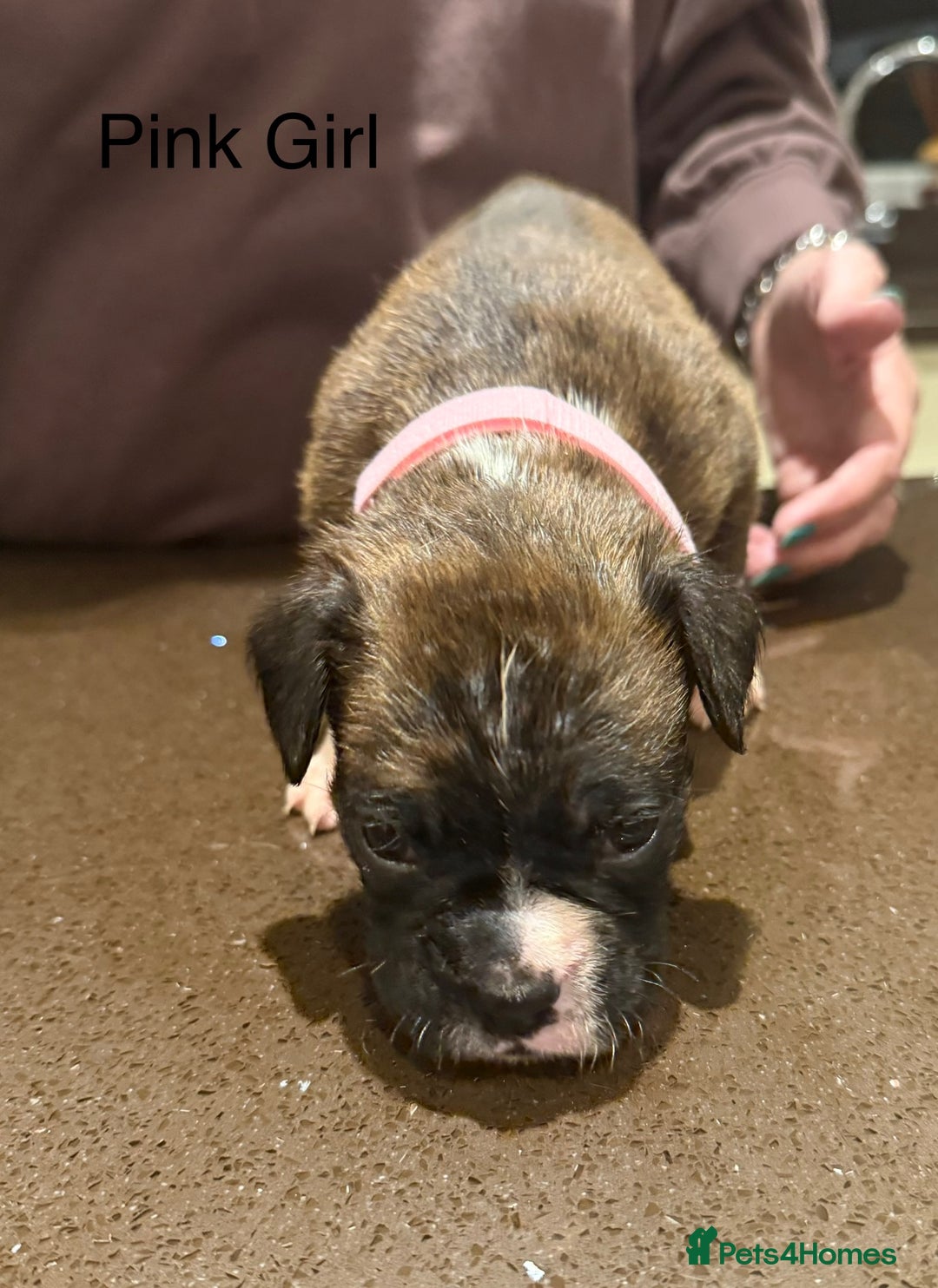 Boxer dogs for sale: Boxer Puppies  - Advert 25