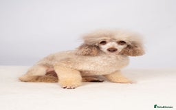 Toy Poodle dogs for stud: EXTENSIVELY HEALTH TESTED POODLE STUD - Image 8