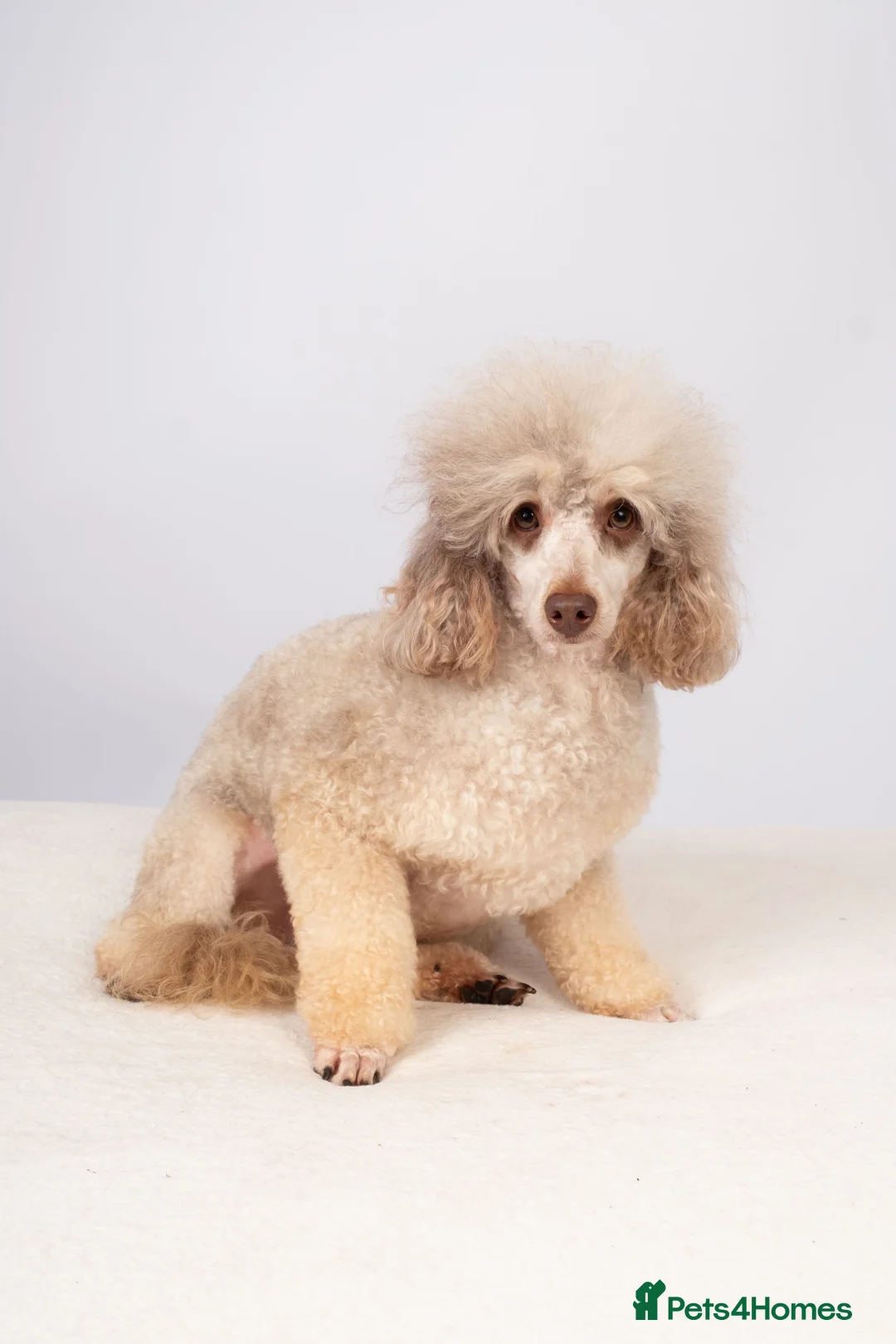 Toy Poodle dogs for stud: EXTENSIVELY HEALTH TESTED POODLE STUD - Advert 9