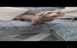 Dachshund dogs for stud: PROVEN STUD miniature dashund - Image 6