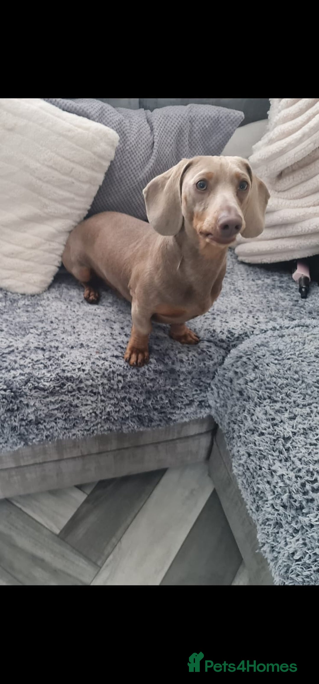 Dachshund dogs for stud: PROVEN STUD miniature dashund - Image 6