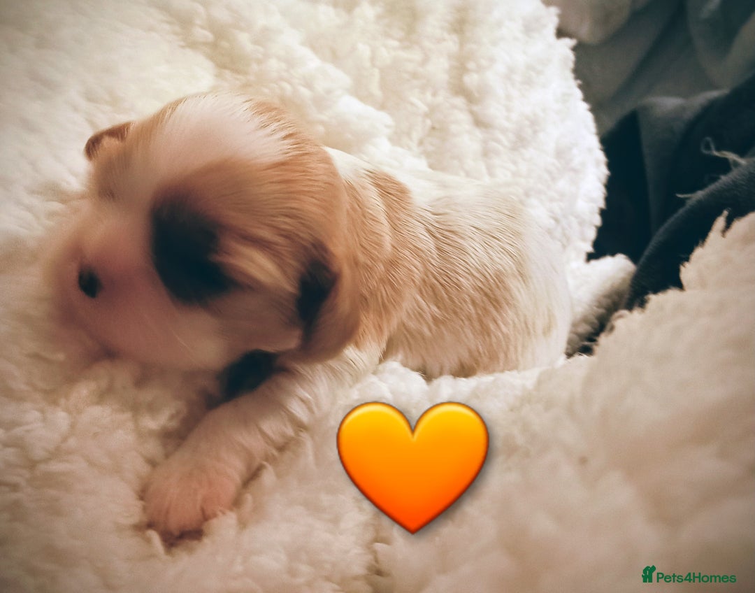 Cavalier King Charles Spaniel dogs for sale: STUNNING CAVALIER KING CHARLES SPANIEL PUPPIES *** - Advert 6