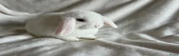 Mini Lop rabbits for sale: Mini Lops Ready To Leave Now  - Advert 9