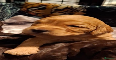 Cockapoo dogs - Advert 15