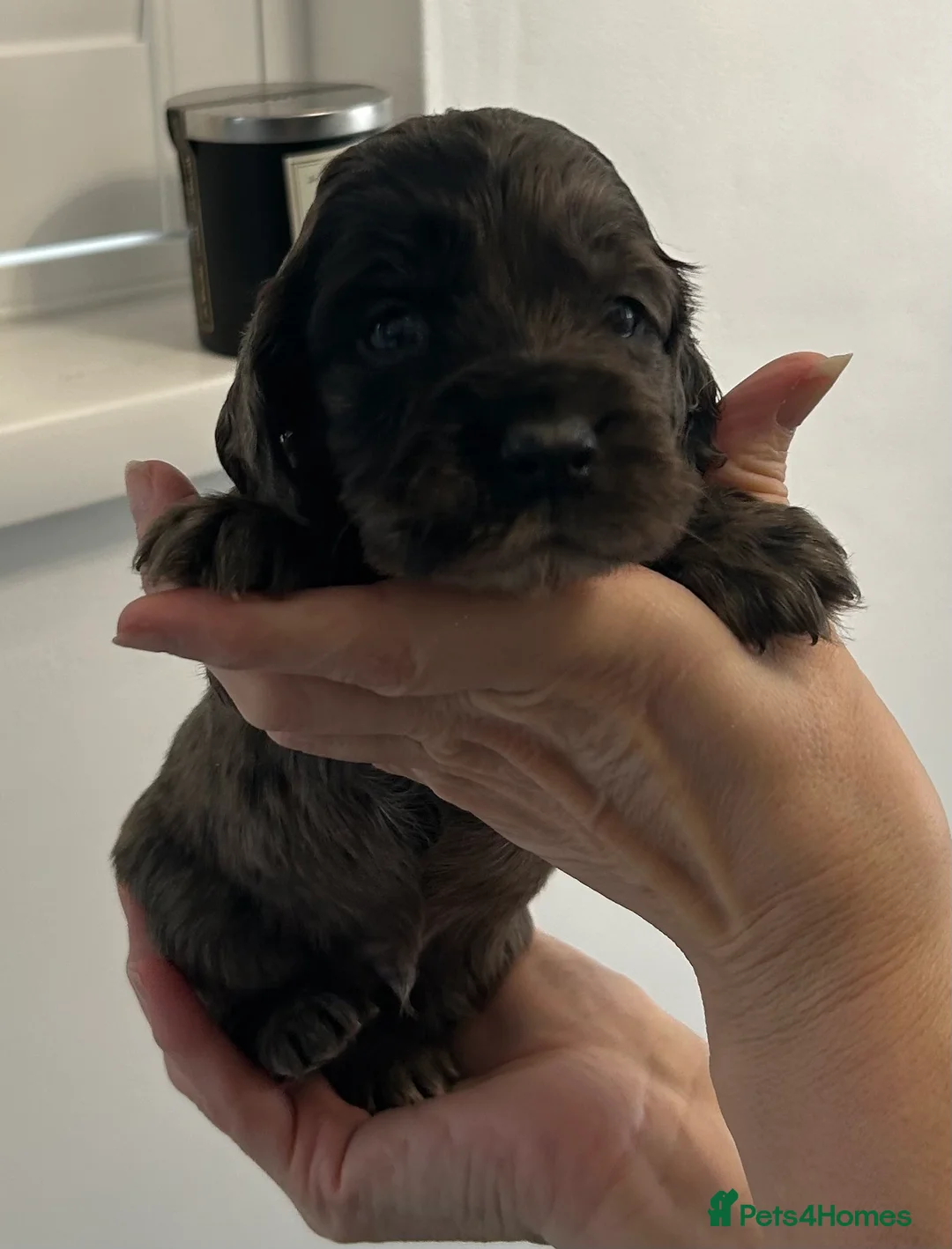 Cocker Spaniel dogs for sale: Beautiful cocker spaniel puppies  - Advert 6