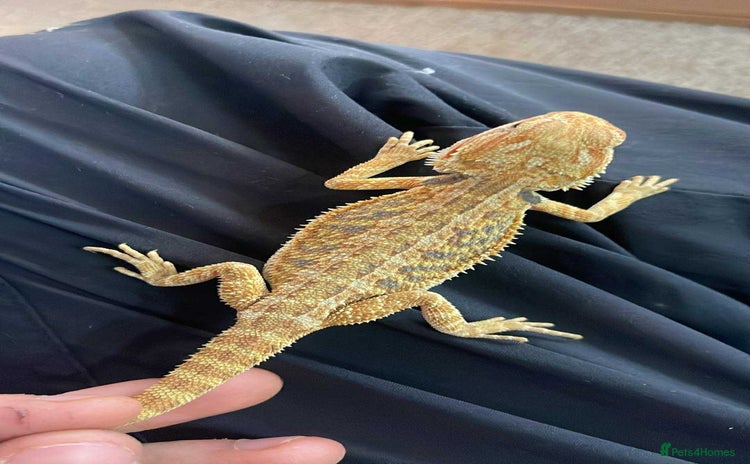 Bearded Dragon reptiles - Advert 8