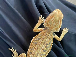 Bearded Dragon reptiles - Advert 8