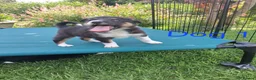 Border Collie dogs for sale: Beautiful border collie pups *3 dogs available* - Advert 8