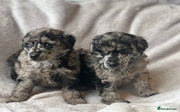 Miniature Poodle dogs for sale: Miniature poodle puppies  - Image 4
