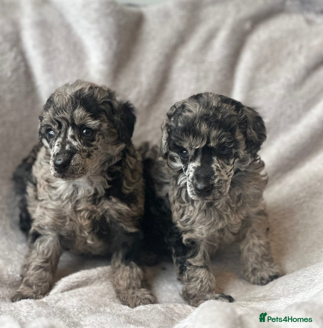 Miniature Poodle dogs for sale: Miniature poodle puppies  - Image 4