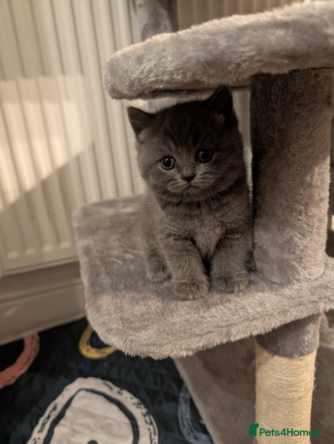 British Shorthair cats for sale: Adorable purebred British shorthair kittens - Advert 3