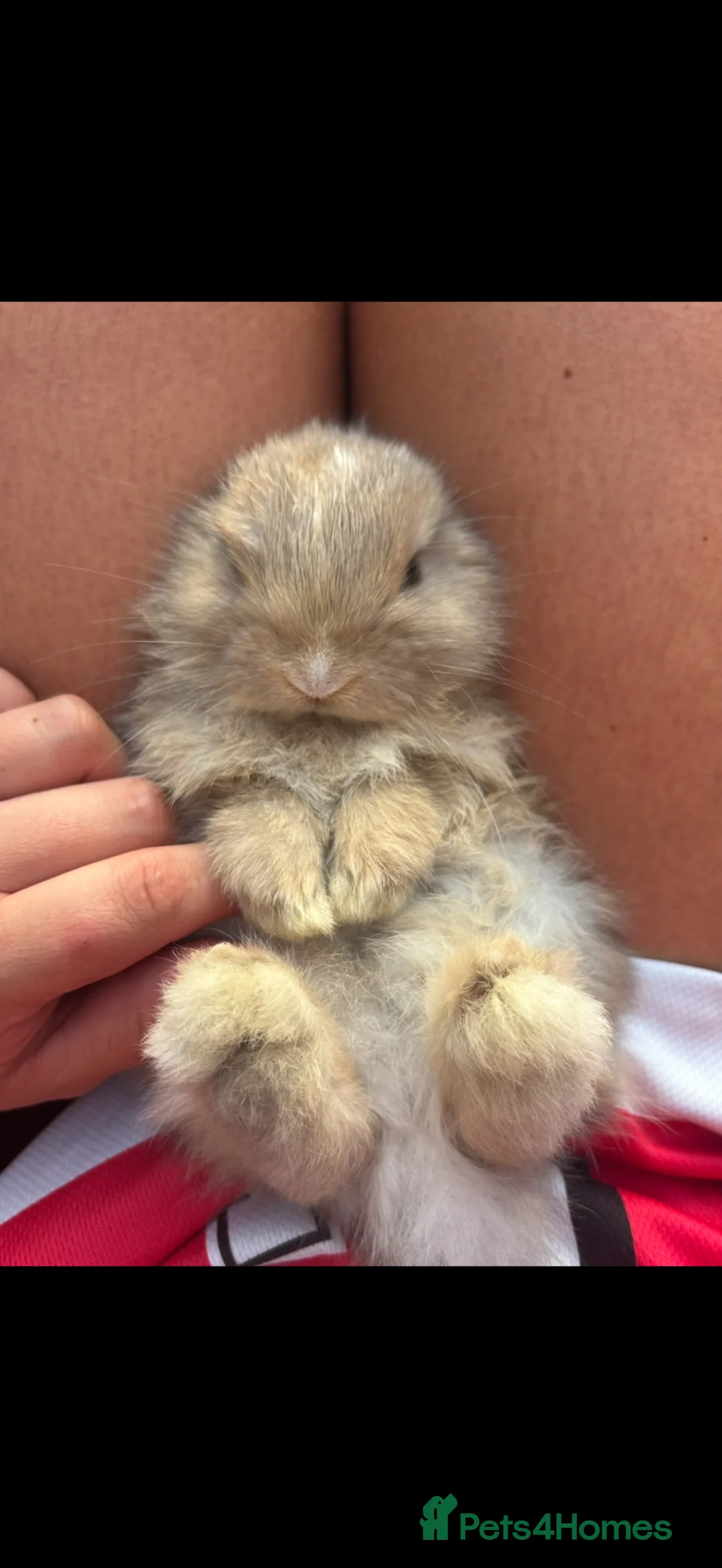 Dwarf Lop rabbits for sale: Netherland dwarf x Mini Lop bunnies - Advert 16