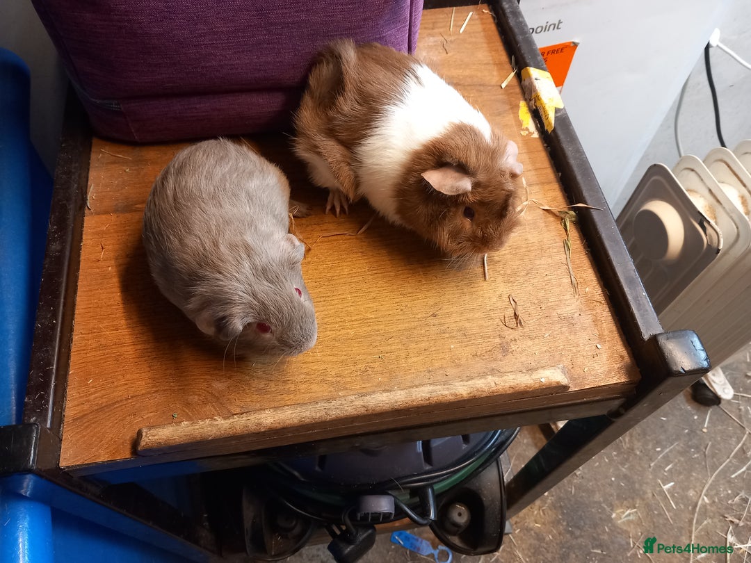 Guinea Pig rodents for sale: 2 baby guibea pigs for sale  - Advert 4
