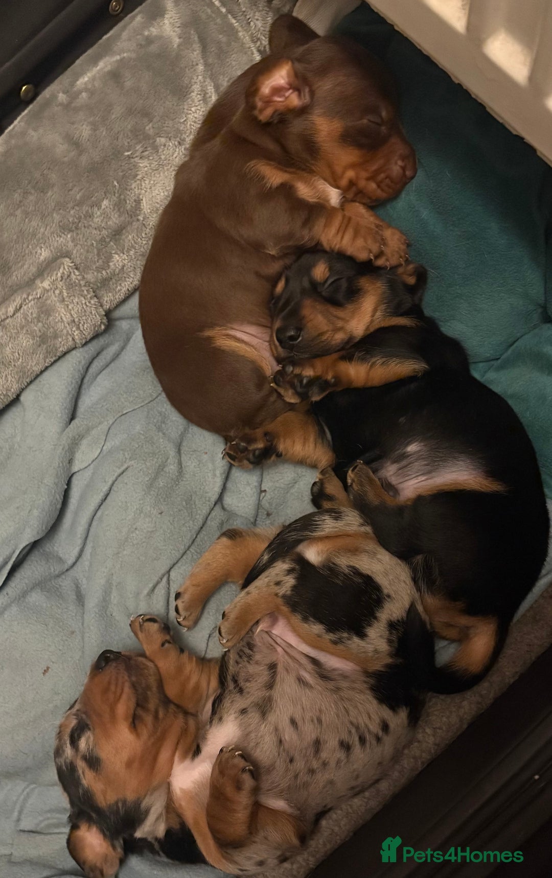 Miniature Dachshund dogs for sale: Miniature dachshund puppies  - Advert 10