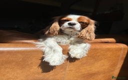 Cavalier King Charles Spaniel dogs for sale: Kc Cavalier King Charles Spaniel pups DNA tested  - Image 17