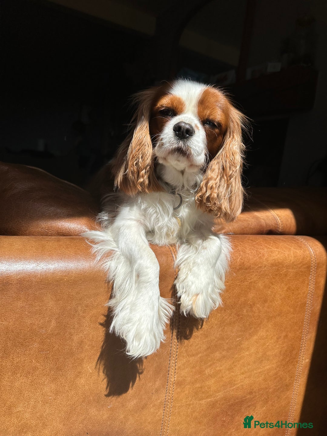 Cavalier King Charles Spaniel dogs for sale: Kc Cavalier King Charles Spaniel pups DNA tested  - Image 17