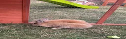 Lionhead rabbits for sale: Double mained lion head rabbit - Advert 8